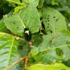Callistethus auronitens