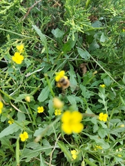 Apis mellifera