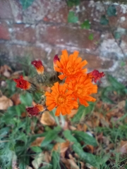 Pilosella aurantiaca