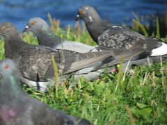 Columba livia domestica