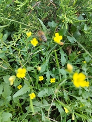 Apis mellifera