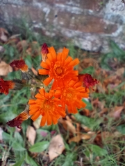 Pilosella aurantiaca