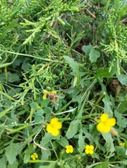 Apis mellifera
