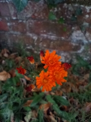 Pilosella aurantiaca