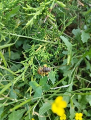 Apis mellifera