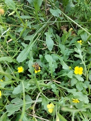 Apis mellifera