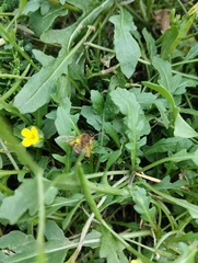 Apis mellifera