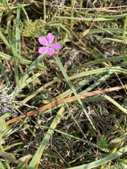 Dianthus deltoides deltoides