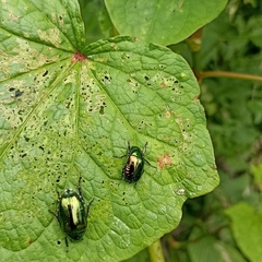 Callistethus auronitens