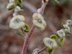 Maireana trichoptera