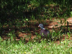 Columba palumbus