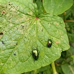 Callistethus auronitens