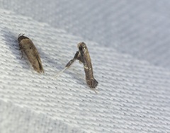 Caloptilia teucra
