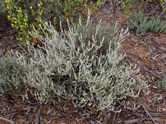 Maireana trichoptera