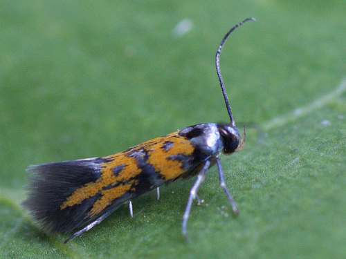 Spinach moth, photo 6 of 7