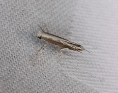 Epicephala lativalvaris