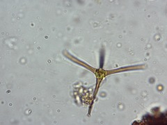 Pachycladella zatoriensis