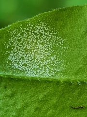 Peronospora