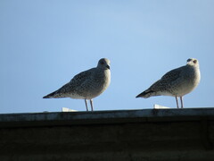 Larus argentatus
