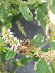 Apis mellifera