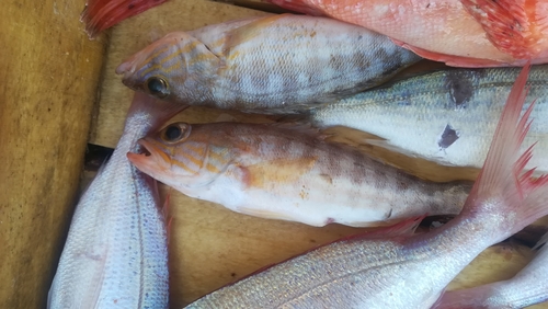 Serranus cabrilla