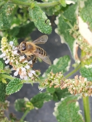 Apis mellifera