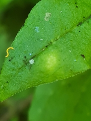 Peronospora