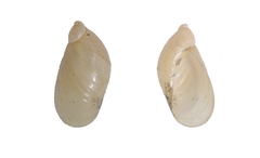 Succinea arundinetorum