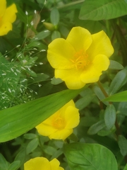 Dendromecon harfordii