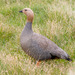 Ruddy-headed Goose - Photo (c) Greg Lasley, some rights reserved (CC BY-NC), uploaded by Greg Lasley