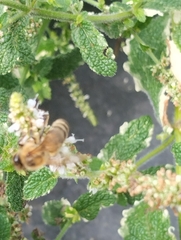 Apis mellifera