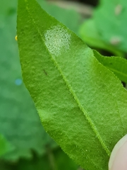 Peronospora