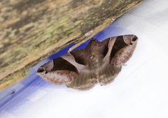 Bastilla arcuata