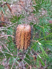 Banksia cunninghamii