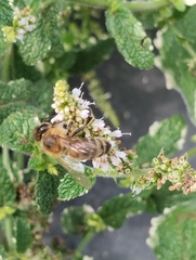 Apis mellifera