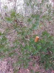 Banksia cunninghamii
