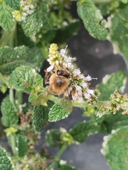 Apis mellifera