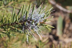 Hakea lehmanniana