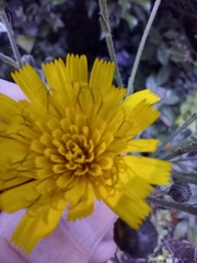 Hieracium sabaudum