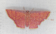 Chrysocraspeda miniosa