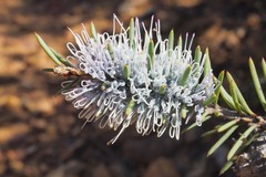 Hakea lehmanniana