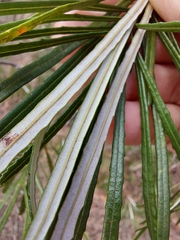 Banksia cunninghamii