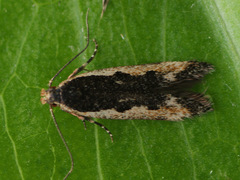 Cosmardia moritzella