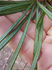 Banksia cunninghamii