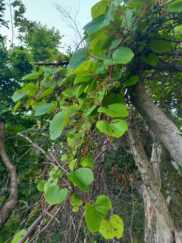 Image of Vitis amurensis by no rights reserved