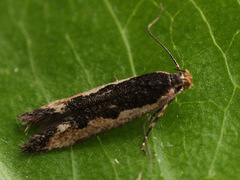 Cosmardia moritzella