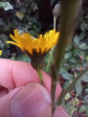 Hieracium sabaudum