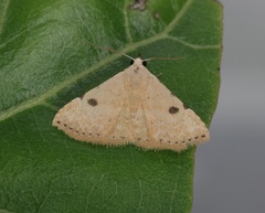 Corgatha trichogyia