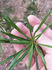 Banksia cunninghamii