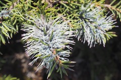 Hakea lehmanniana